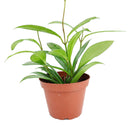 buy hoya publicalyx live houseplant 4" pot online, slender silver-spotted green leaves on a trailing vining wax plant, semi-succulent foliage with glossy waxy texture, fast-growing porcelain flower plant that blooms in bright indirect light, low-maintenance beginner-friendly houseplant, suits a cozy windowsill, shelf, or hanging basket beautifully, a charming fragrant gift for plant lovers of all levels