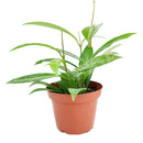 buy hoya publicalyx live houseplant 4" pot online, slender silver-spotted green leaves on a trailing vining wax plant, semi-succulent foliage with glossy waxy texture, fast-growing porcelain flower plant that blooms in bright indirect light, low-maintenance beginner-friendly houseplant, suits a cozy windowsill, shelf, or hanging basket beautifully, a charming fragrant gift for plant lovers of all levels