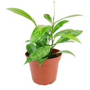 buy hoya publicalyx live houseplant 4" pot online, slender silver-spotted green leaves on a trailing vining wax plant, semi-succulent foliage with glossy waxy texture, fast-growing porcelain flower plant that blooms in bright indirect light, low-maintenance beginner-friendly houseplant, suits a cozy windowsill, shelf, or hanging basket beautifully, a charming fragrant gift for plant lovers of all levels