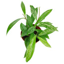 buy hoya publicalyx live houseplant 4" pot online, slender silver-spotted green leaves on a trailing vining wax plant, semi-succulent foliage with glossy waxy texture, fast-growing porcelain flower plant that blooms in bright indirect light, low-maintenance beginner-friendly houseplant, suits a cozy windowsill, shelf, or hanging basket beautifully, a charming fragrant gift for plant lovers of all levels