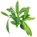 buy hoya publicalyx live houseplant 4" pot online, slender silver-spotted green leaves on a trailing vining wax plant, semi-succulent foliage with glossy waxy texture, fast-growing porcelain flower plant that blooms in bright indirect light, low-maintenance beginner-friendly houseplant, suits a cozy windowsill, shelf, or hanging basket beautifully, a charming fragrant gift for plant lovers of all levels