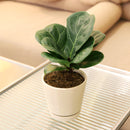 buy ficus lyrata little sunshine live houseplant 4 inch online, dwarf moraceae family plant with vivid green lyrate leaves and prominent cream-colored veining, narrow tree-like grower pot specimen, low-spreading compact footprint ideal for shelves or floor corners, removes indoor toxins naturally, stylish feng shui-inspired decor plant, a unique and lasting gift for any occasion