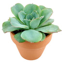 Buy an 8-pack of 4" live plants online. Choose eight plants of your choice to create a lush and diverse collection in 4" pots. Perfect for filling larger spaces, decorating your home or office, and growing your plant collection.
