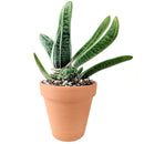 Buy an 8-pack of 4" live plants online. Choose eight plants of your choice to create a lush and diverse collection in 4" pots. Perfect for filling larger spaces, decorating your home or office, and growing your plant collection.