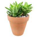 Tiger Tooth Aloe Juvenna - Aloe-mitriformis