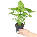 buy syngonium berry allusion live houseplant 4" pot online, bright arrowhead-shaped leaves in light green with bold pink veins, young bushy plant in grower pot ideal for shelves or hanging hooks, fast-growing air-purifying tropical vine, low maintenance and adaptable to various indoor light conditions, a stylish and meaningful gift for plant enthusiasts