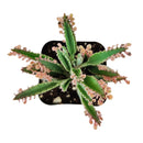 Mother of Thousands Kalanchoe