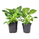 Philodendron Birkin, variegated houseplants, bright and medium light plants, indoor plant gift ideas