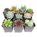 Best Succulents Pack for Beginners, Real Live Potted Succulents, Succulent Plants for beginners, Succulents Pack for sale, Assorted succulents for sale