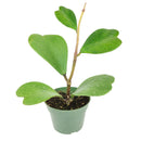6 inch trailing hoya kerrii heart (at least 3+ leaves) live houseplant for sale, fully leafed trailing hoya kerrii with at least three glossy emerald hearts, thick vining succulent stems in a standard grower pot ready to trail or hang, low-maintenance care with infrequent watering and bright indirect light needs, slow-growing long-lived tropical vine with heirloom quality, an elegant romantic home accent with bohemian appeal, a perfect heartfelt gift for valentines day anniversaries or birthdays