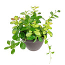 buy 6 inch hoya australis lisa live houseplant 6" grower pot online, lush vining plant with glossy variegated foliage in lime green yellow and cream tones, fragrant white star-shaped flower clusters when mature, easy care trailing semi-succulent perfect for bright indirect light, rare variegated hoya gift for collectors and plant lovers