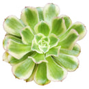 Aeonium arboreum var. luteovariegatum