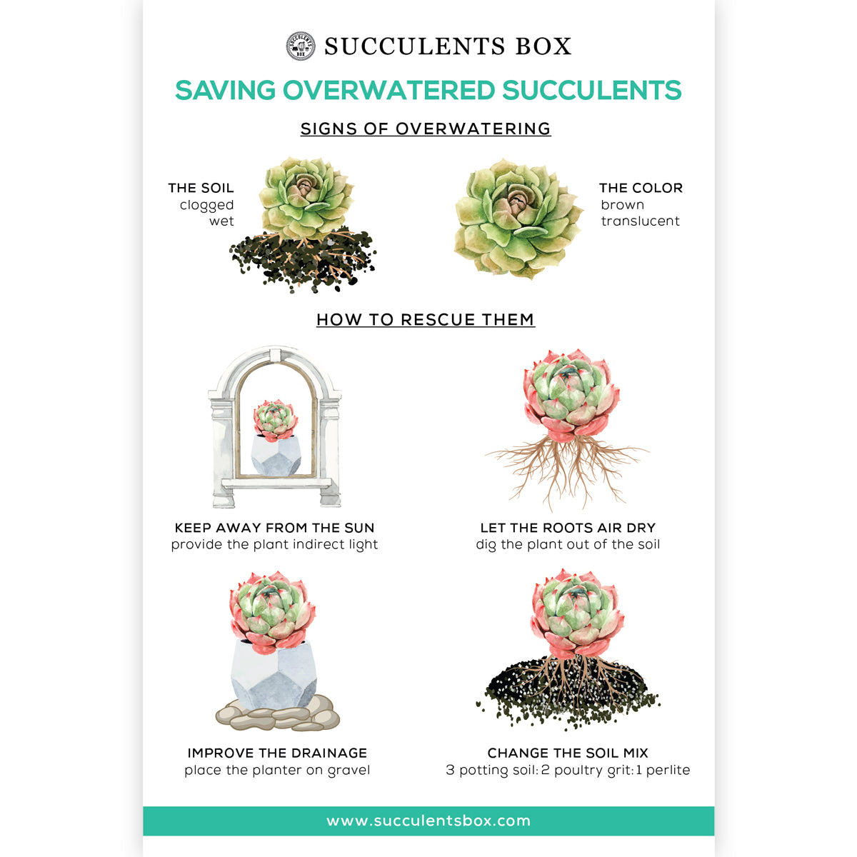 Saving Overwatered Succulents Card for sale, Succulent Care Card for sale, Succulent Gift Ideas