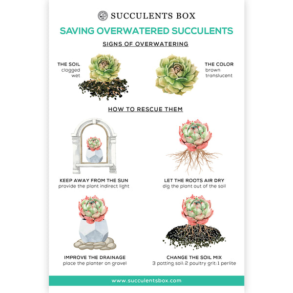 fix overwatered succulent Saving Overwatered Succulents Card | Succulent Care Card | Succulent Gift Ideas