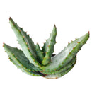 4 inch mountain aloe live succulent for sale, dense spiny rosette of thick grey-green leaves with sharp pointed tips, bold solitary stem form that matures into a striking specimen over decades, low maintenance and drought hardy in plastic pot, a timeless and unique succulent gift for collectors and beginners alike