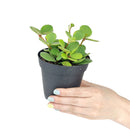 buy peperomia 'hope' live houseplant 3" pot online, tiny starter plant with endearing round leaf clusters on delicate trailing stems, fresh deep green foliage with light stripe detail emerging from compact roots, succulent-like leaves store moisture for easy-going low-frequency watering, perfect for terrariums hanging baskets or small decorative pots, adds a charming tropical accent to any cozy corner or shelf vignette, a delightful and affordable gift for anyone starting their plant journey