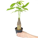 6" pot pachira stump money tree live houseplant for sale, lush forest-green palmate foliage with smooth waxy texture and vivid tropical color, sculpted water-storing stump trunk adds bold visual interest, easy propagation via stem cuttings for sharing with friends, long-lived heirloom quality houseplant with decades of growth potential, handsome floor or corner plant for homes and offices, a beloved lucky charm gift steeped in prosperity symbolism