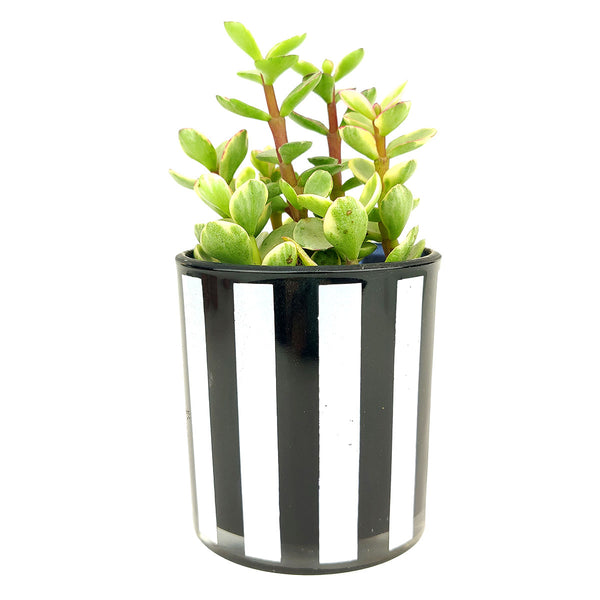 black and white pot plants Black and White Vertical Stripes Pot