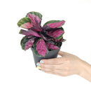 Calathea Rosy, Calathea Roseopicta, houseplants with pink foliage, Pink Calathea, colorful houseplants, Calathea Rosy care guide, buy Calathea Rosy online