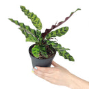 caring for rattlesnake plant, calathea lancifolia rattlesnake, care for rattlesnake plant, large rattlesnake plant, how often to water rattlesnake plant, calathea rattlesnake lancifolia, rattlesnake plant for sale, lancifolia calathea