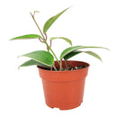 easy to care houseplant for beginners, flowering houseplant, waxy houseplant, Hoya Macrophylla, hoya for sale