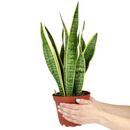 8" pot snake plant sansevieria laurentii live houseplant for sale, white cylinder planter housing a full mature rosette of tall sword-shaped leaves with vivid yellow edges and dark green banding, impressive upright columnar presence, virtually indestructible long-lived succulent, elegant air purifying floor plant for modern or minimalist interior decor, truly unforgettable plant gift for any home