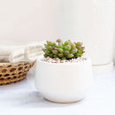Live 2" Succulent with 3" Minimalistic Pot, Unique Succulent Gift Ideas, Succulent in white ceramic pots, Succulent Decor Ideas, 2 inch succulent pots for sale