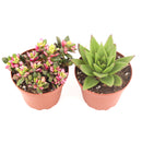Succulent Plant Gift Ideas For Valentine's Day, Best Valentine Gifts 2024, Unique DIY Valentine's Day Gifts For That Special Someone, Rosette shaped succulent assorted pack, Succulent assorted pack perfect for weddings, Purple and pink succulent pack for wedding plan