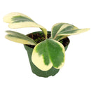 hoya for gift, hoya care guide, Variegated Trailing Hoya Kerrii Heart, Heart-Shaped Succulents for Valentine's Day