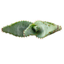 4 inch mountain aloe live succulent for sale, dense spiny rosette of thick grey-green leaves with sharp pointed tips, bold solitary stem form that matures into a striking specimen over decades, low maintenance and drought hardy in plastic pot, a timeless and unique succulent gift for collectors and beginners alike