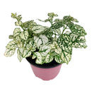 white hypoestes polka dot plant, hypoestes splash white, white splash select polka dot plant, polka dot plant green and white, white splash polka dot plant