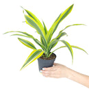6" pot dracaena lemon lime live houseplant for sale, vibrant multicolor striped tropical leaves with neon yellow margins, upright cane forming mature structure, thrives in average household humidity with occasional misting, removes formaldehyde and indoor toxins naturally, stunning floor accent for modern or eclectic spaces, meaningful and lasting gift for home or office