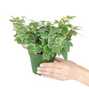 3" pot golden english ivy live plant for sale, lush variegated lobed leaves with butter-gold to bright gold margins, trailing vine growth perfect for hanging baskets or elevated planters, evergreen all-season color, moderate humidity care needs, a beautiful addition to any boho or cottage-style interior, makes a heartfelt and lasting gift