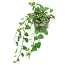 buy 6 inch sweetheart ivy plant live air plant 6" pot online, trailing evergreen vine with petite heart-shaped forest green leaves, aerial roots along thin stems, thrives in bright indirect light, grower pot suitable for macrame hangers or high shelves, timeless botanical gift for plant enthusiasts