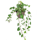 buy 6 inch sweetheart ivy plant live air plant 6" pot online, trailing evergreen vine with petite heart-shaped forest green leaves, aerial roots along thin stems, thrives in bright indirect light, grower pot suitable for macrame hangers or high shelves, timeless botanical gift for plant enthusiasts