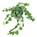 buy 6 inch sweetheart ivy plant live air plant 6" pot online, trailing evergreen vine with petite heart-shaped forest green leaves, aerial roots along thin stems, thrives in bright indirect light, grower pot suitable for macrame hangers or high shelves, timeless botanical gift for plant enthusiasts