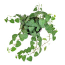 buy 6 inch sweetheart ivy plant live air plant 6" pot online, trailing evergreen vine with petite heart-shaped forest green leaves, aerial roots along thin stems, thrives in bright indirect light, grower pot suitable for macrame hangers or high shelves, timeless botanical gift for plant enthusiasts