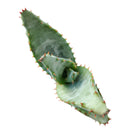 4 inch mountain aloe live succulent for sale, dense spiny rosette of thick grey-green leaves with sharp pointed tips, bold solitary stem form that matures into a striking specimen over decades, low maintenance and drought hardy in plastic pot, a timeless and unique succulent gift for collectors and beginners alike