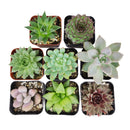 echeveria, echeveria succulent, echeveria types, succulent echeveria, buy succulents online, succulent shop, succulent store, echeveria plant, Rosette shaped succulent assorted pack, Types of rosette shaped succulents for wedding