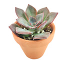 Echeveria Dark Moon