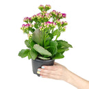 buy kalanchoe blossfeldiana 'calandiva purple' live succulent 4.5'' pot online, showcasing dense rose-shaped purple double blooms above thick evergreen succulent foliage, slow grower in grower pot, easy care minimal watering, long-lasting color for h