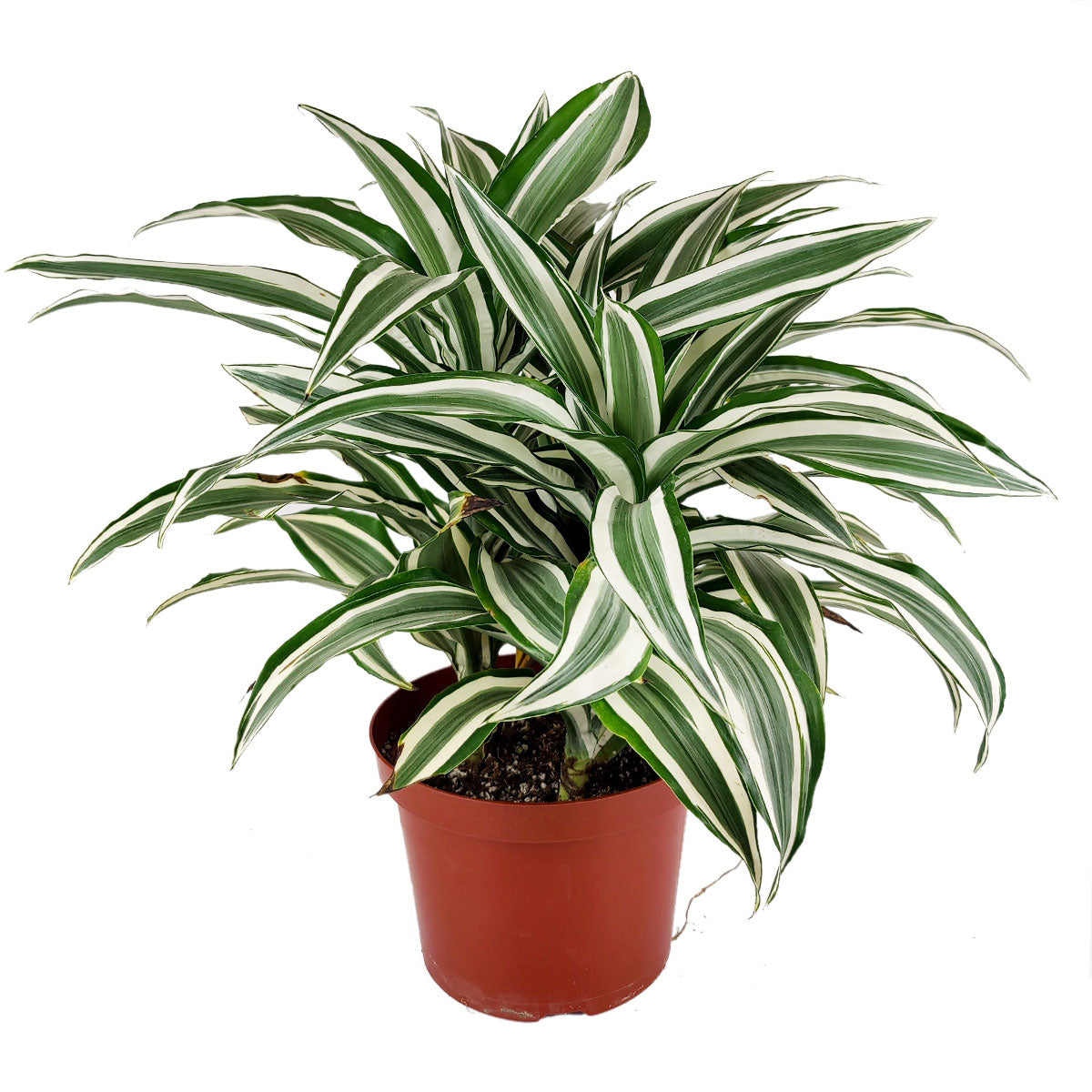 Dracaena Warneckii, Dracaena deremensis, popular houseplant for home and office, low light houseplant, best air-purifying plant 