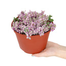 Callisia Repens f. variegata Pink Lady (Turtle Vine) - Pink Panther Plant