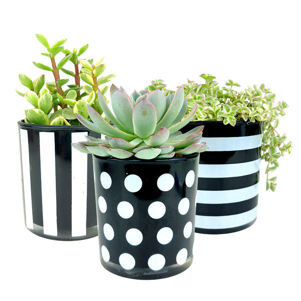 succulent white stripes Black and White Horizontal Stripes Pot | Succulent Pot for sale
