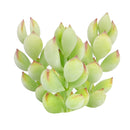 Cotyledon Pendens - Cliff Cotyledon