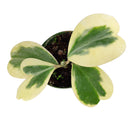 hoya for gift, hoya care guide, Variegated Trailing Hoya Kerrii Heart, Heart-Shaped Succulents for Valentine's Day