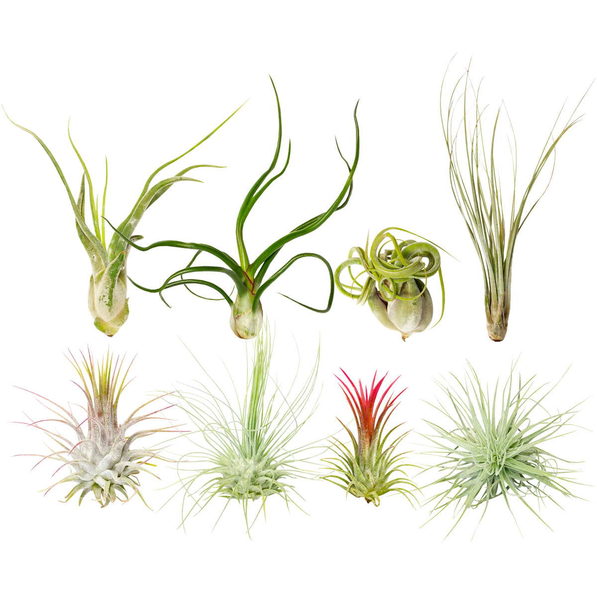 Assorted Collection of Live Air Plants Randomly Picked, Set of Live Air Plants, Air Plants Gift Box, Air Plants Gift Ideas, Air Plants Decoration, Rare Air Plants for Sale