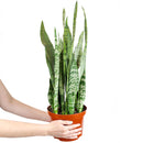 buy snake plant sansevieria zeylanica live houseplant nursery pot online, full plant view showing dense upright rosette of sword-like dark green leaves with creamy horizontal stripes, compact narrow footprint, thrives in low to bright indirect light, low-water evergreen air purifier, versatile architectural decor for any interior style, a perfect gift that grows for decades