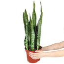 buy snake plant sansevieria zeylanica live houseplant nursery pot online, full plant view showing dense upright rosette of sword-like dark green leaves with creamy horizontal stripes, compact narrow footprint, thrives in low to bright indirect light, low-water evergreen air purifier, versatile architectural decor for any interior style, a perfect gift that grows for decades