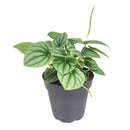 6" pot peperomia 'frost' live houseplant for sale, full plant view in nursery pot showing dense silver-frosted foliage with prominent dark green veins and rippled heart-shaped leaves, compact slow-growing tropical plant native to south america, non-toxic to cats dogs and humans, air-purifying properties make it ideal for home and office environments, an exceptional and enduring gift for any plant lover